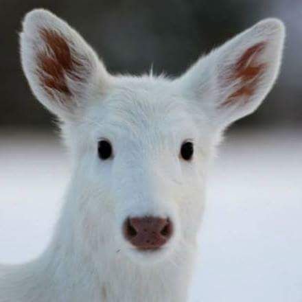 SenecaWhiteDeer Profile Picture