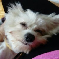 Vesna P (@vesnap2) 's Twitter Profile