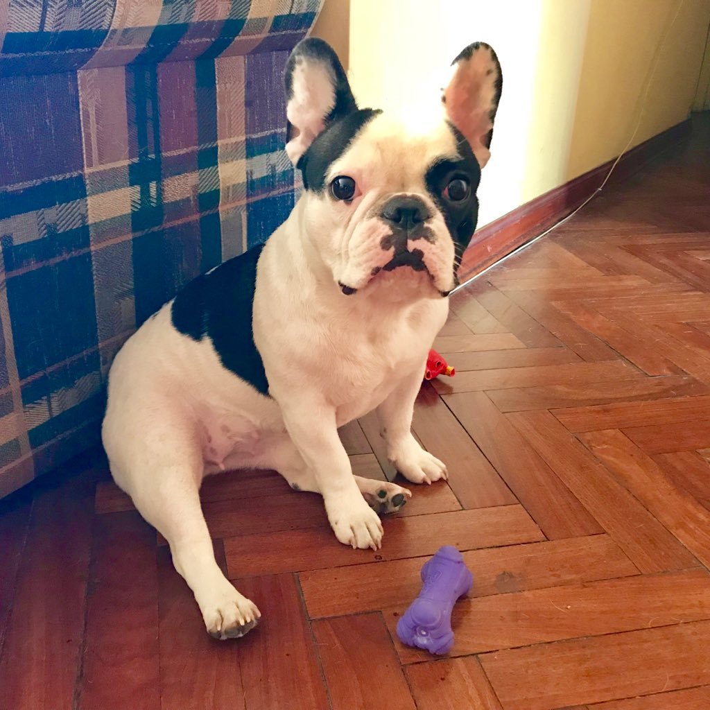 I am Isabella, a cute and naughty Frenchie. I nap in all the places of my humans, I like to eat my toys and I go crazy when I hear