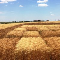 Jackie Rudd (@tamwheat) 's Twitter Profile