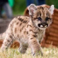 PUMAdocs (@pumadocs) 's Twitter Profile