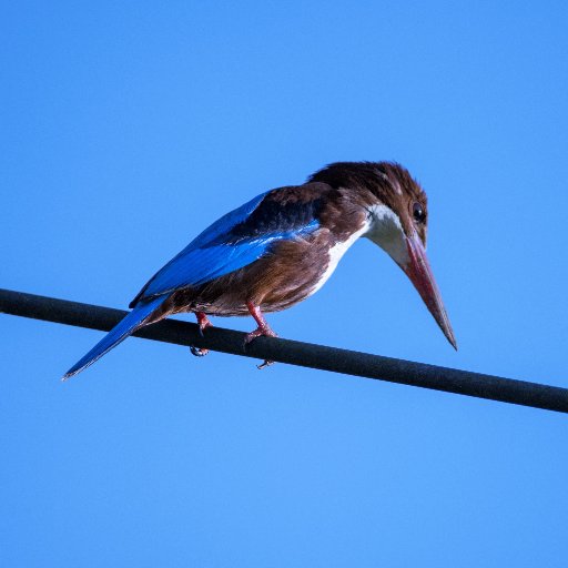 JIGGY1949's profile picture. 2016年 タイの北部 ChiangMaiの農村 MaeOn在住
時々写真を撮りにチェンマイ周辺へ出掛け、過去の写真と共にtweetしています。
アカウント名の Mai Sabaai はタイ語で気分が良くないの意味、世界で拡がる格差社会はマイサバーイです。
❌DM　❌各種勧誘