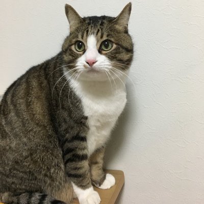 ねこ好き、猫にゃん(=^.^=) (@neko1239) / Posts / X