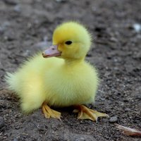 Arbitrage自動売買テスター募集 (@virtualcoin_us) 's Twitter Profile