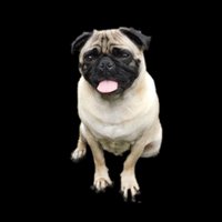 Fooey(@fooeythepug) 's Twitter Profileg