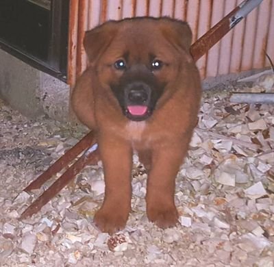 野犬のチャッピーです🎵餌ちょうだい