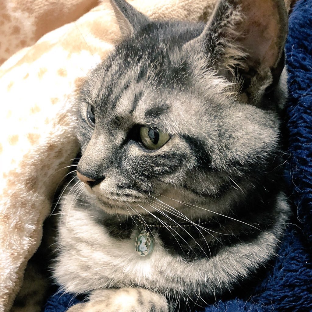 蘭月うるきさんのプロフィール画像