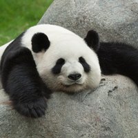 PANDA (@jpanda2787) 's Twitter Profile Photo PANDA (@jpanda2787) 's Twitter Profile Photo