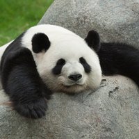 PANDA(@JPanda2787) 's Twitter Profileg