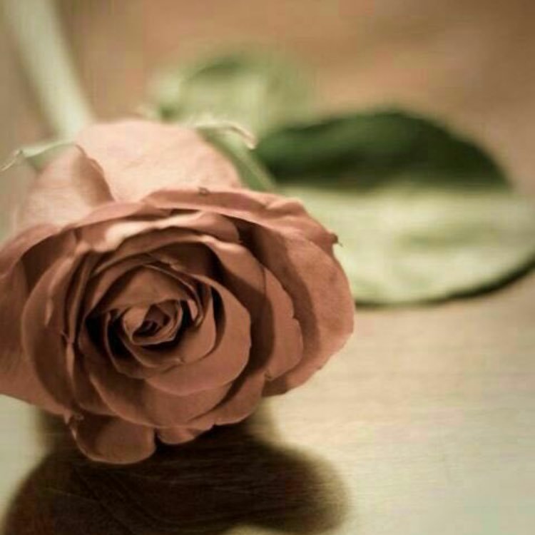 btmon330's profile picture. ‏يأتي بها الله إن الله لطيف خبير