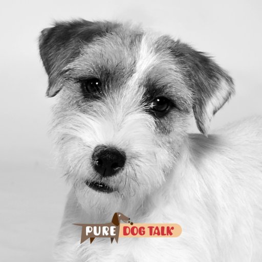 PureDogTalk is the VOICE of purebred dogs! The podcast hits every Mon/Thurs with interviews, training tips, advice, breed information, sports, and lots more.