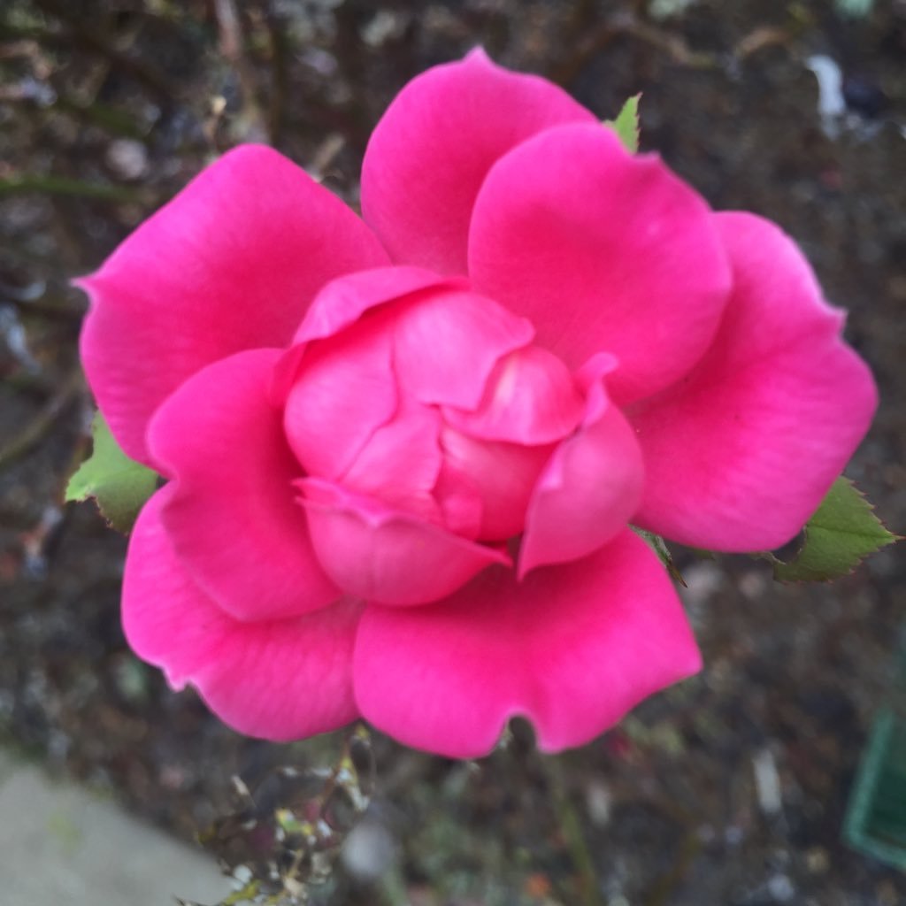 Priscann's profile picture. 