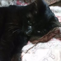 ツマドル (@kikikirinn) 's Twitter Profile Photo