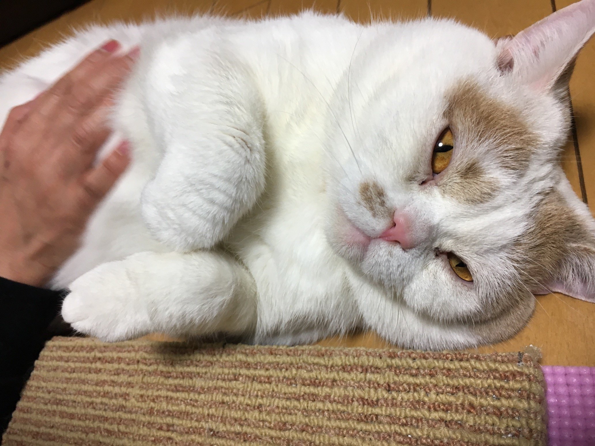 ryuruby07's profile picture. 色々やってるゲーム垢です
エロゲーも相当やってるけどあまり呟きません
最近はアズールレーンばかりで気持ちは図鑑勢サーバーは大湊です
フォローなどなどお気楽にどうぞ
ちなみにアイコンはうちの猫