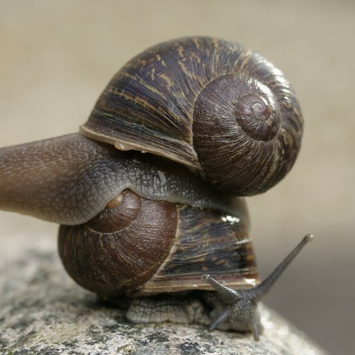 Multi award winning gastropod and shellebrity snail (RIP). The snail that keeps on giving. #snaillove. Media: our scientist @angus_davison