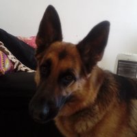 Ertragbaum (@ertragbaum) 's Twitter Profile
