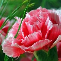 حسام العراقي (@saed04936821) Twitter profile photo