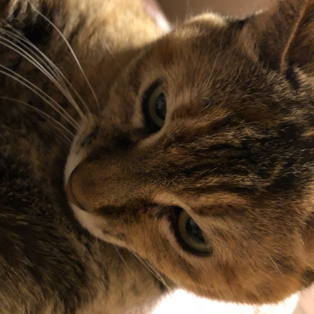 duck_bucho's profile picture. また模型はじめました。主にAFVですがフィギュアなんかも手を出し始めてます。ファレホ中心で無臭環境を模索中