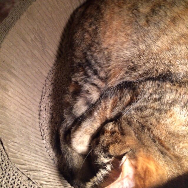 alexand41158902's profile picture. ネットワークエンジニアやってます。キャリアアップ目指して勉強中。 CCNP Enterprise / AWS SAA / VCP DCV