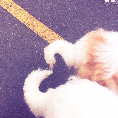 原画　ボルゾイ　犬 #81 作品紹介：Borzoi(ボルゾイ)-しずかなるハウンド-(2014.7)｜古河
