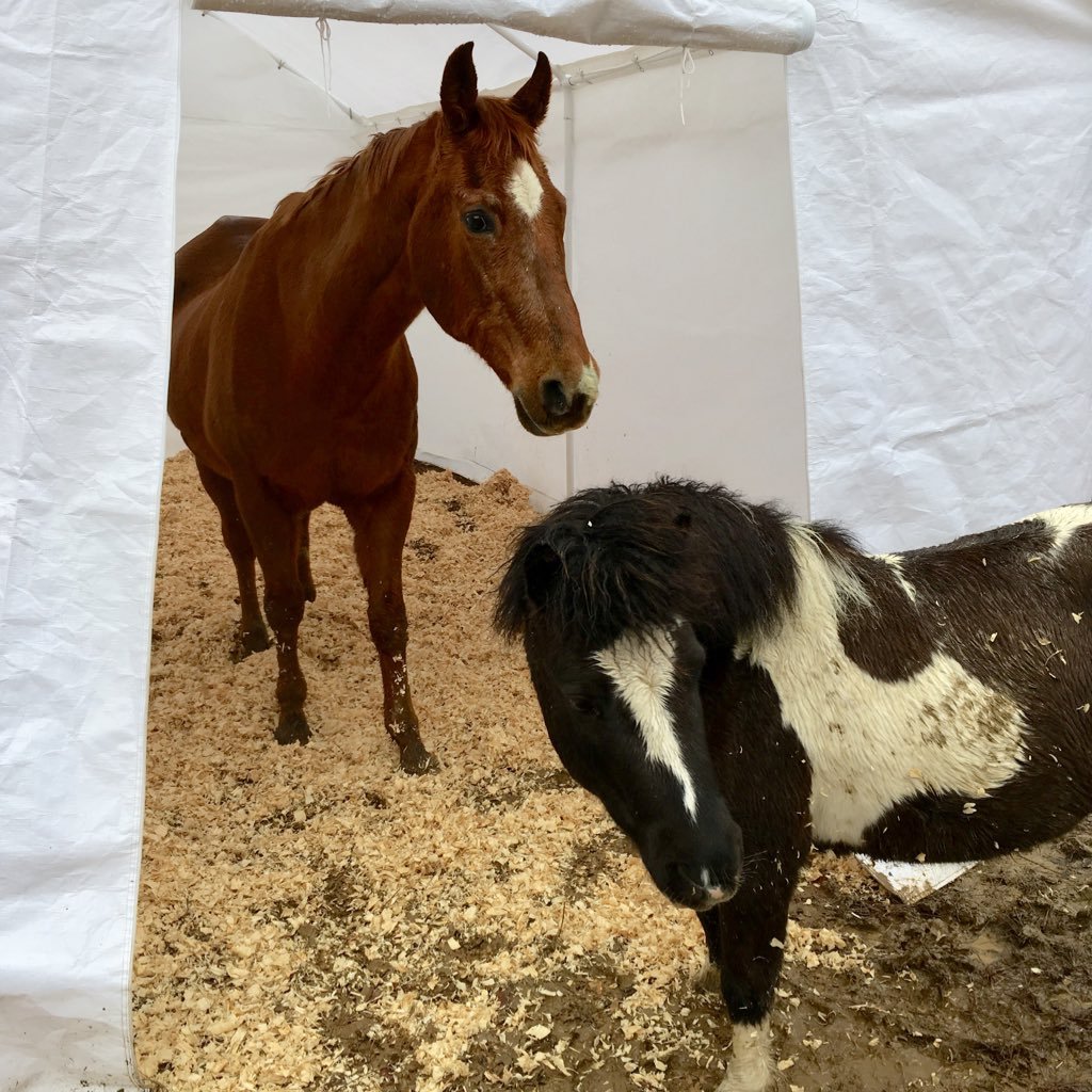 OldHorseProblem's profile picture. Paige • Kricket • Buffy | feminist | Auburn Tiger | underachiever at an eventing barn | too old for horse twitter | funnier in real life | she/her