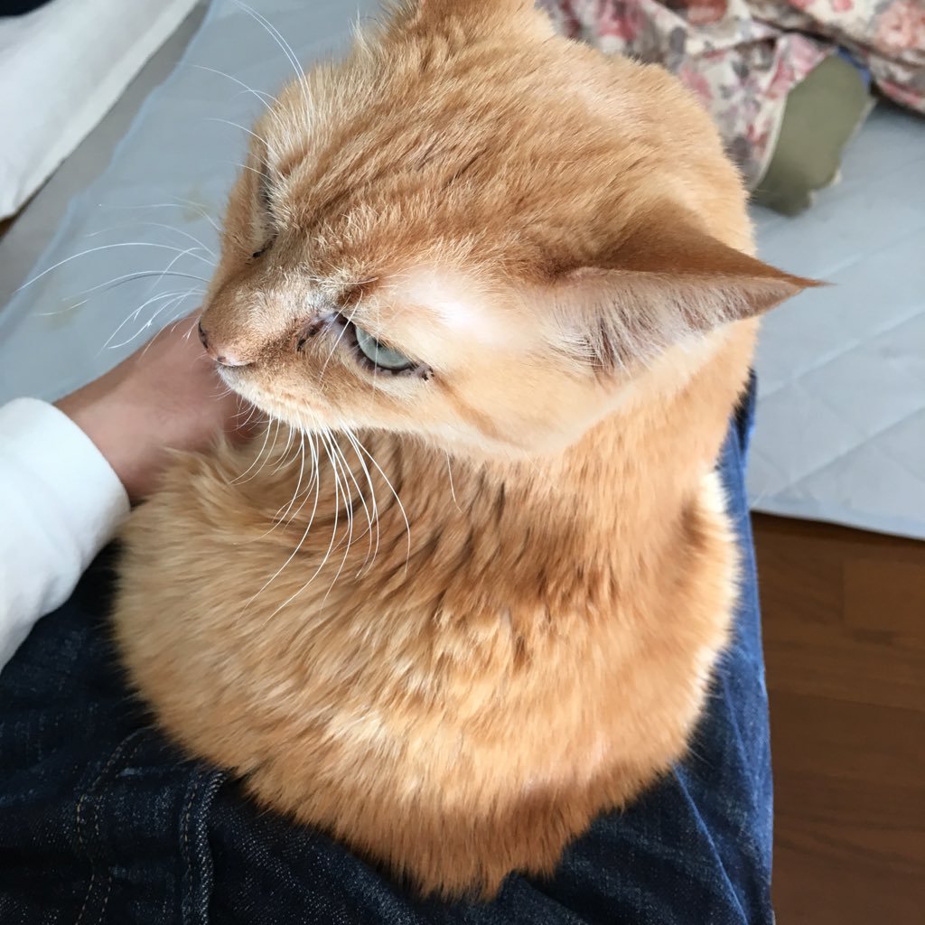 knuomrei03's profile picture. ものかげからヌシの脚に喰らいつく