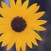 Allison Snow (@allisonsnowphd) Twitter profile photo