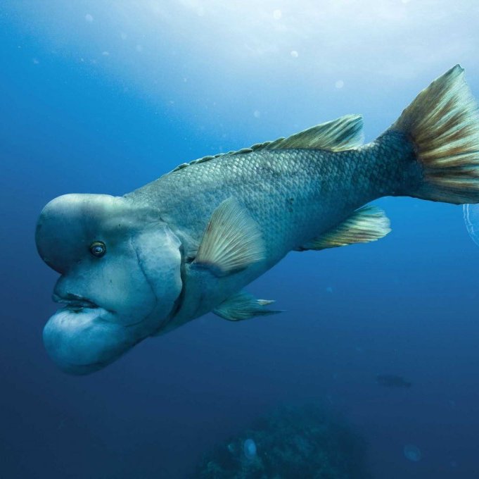 pandihutag's profile picture. senang berburu