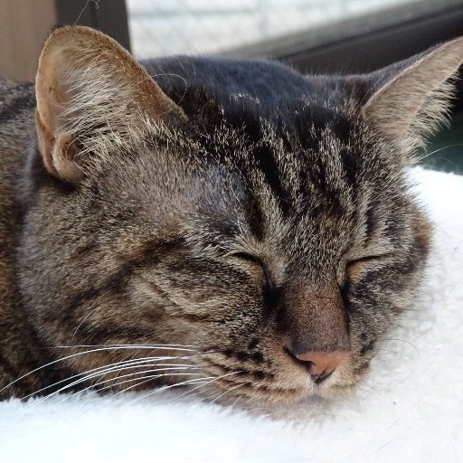 sabineko3gou's profile picture. 千葉県在住　猫と暮らすサラリーマン
食玩Zゲージをきっかけに1/220スケールのジオラマをのんびり製作中。