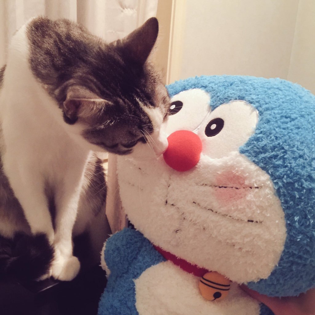 i_haruna_'s profile picture. 🐈♦︎♫︎♦︎･*:..｡♦︎♫︎♦︎*ﾟ¨ﾟﾟ･*:..｡♦︎♫︎♦︎*ﾟ¨ﾟﾟ･*:..｡♦︎♫︎♦︎*ﾟ¨ﾟ･*:..｡♦︎♫︎♦︎*