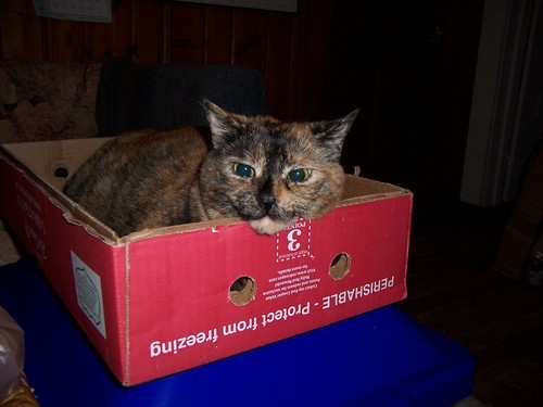 Gailkitties's profile picture. Writer/editor
Grew up in Rochester, N.Y.
Love cats & all animals