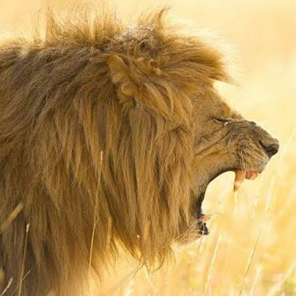 KundaliniTours's profile picture. We specialize in East Africa and pride ourselves in being able to create & arrange a wide variety of corporate & leisure tours, holidays, and custom safaris,