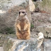 BHS Biology (@balweariebio) 's Twitter Profile