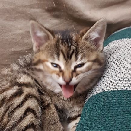 DivaGG's profile picture. A concert going, travel loving, road tripping, cat crazy wife with a phone.