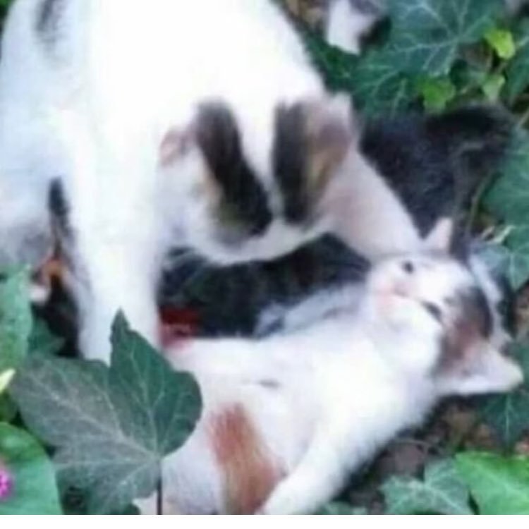 ballsologist's profile picture. my name jef