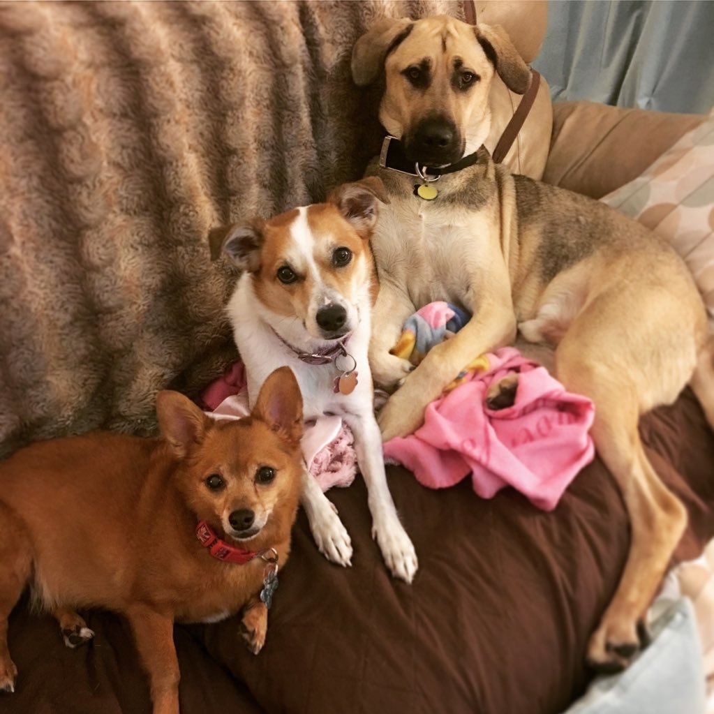 Buddy, Willow and Austin 🦊🐶🐕🐾Rescue Pups 💙💗💙 Smiling_Pile_of_Puppies on Instagram 😀 📸