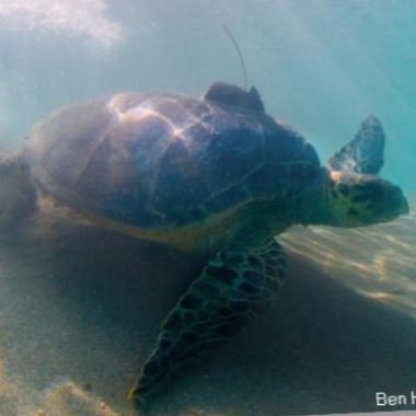 Female Hawksbill Turtle from St. Kitts and Nevis 🇰🇳 I got a 86.2 cm curved carapace length and 76.4 cm curved carapace width.