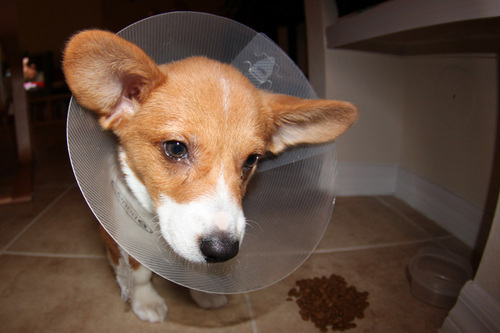 i'm roy, a pembroke welsh corgi. i have a pet named @curtis.