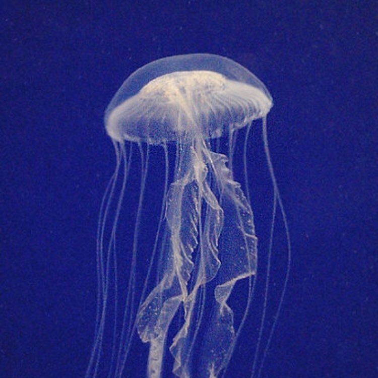 ムラサキクラゲ D6z8yyfgtdgohvv Twitter ムラサキクラゲ D6z8yyfgtdgohvv Twitter
