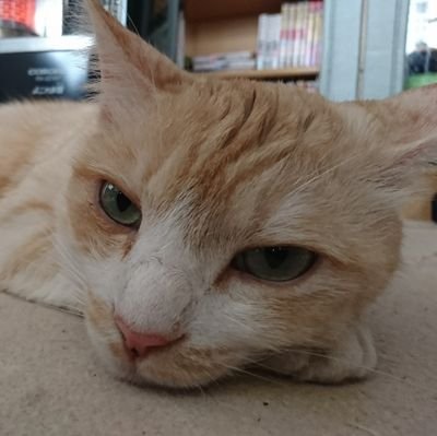 〈スポーツ〉ドッジボールRED★MAX〈一言〉PTsです。腹がへって痩せる気にならんのです。
