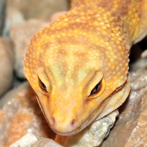 Auf diesen Seiten möchten wir euch den Leopardgecko und seine Enwicklungsgeschichte vorstellen und Ihr könnte Geckos kaufen!
