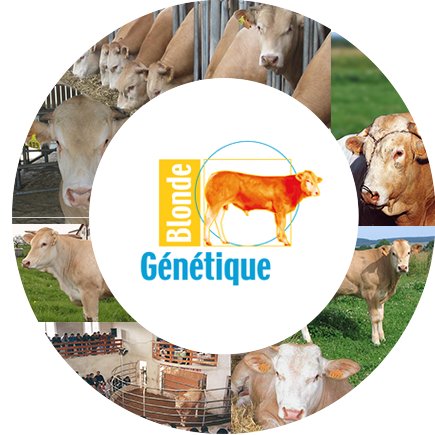 Station nationale d'évaluation et de qualification de taureaux de race BLONDE D'AQUITAINE.  
Commerce de reproducteurs, taureaux adultes, vaches et génisses.