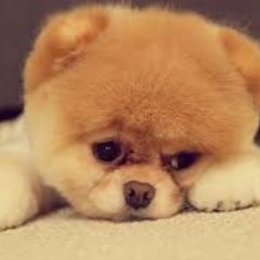 hoang0phuong's profile picture. 