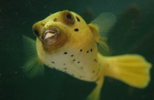 dogpuffer Profile Picture