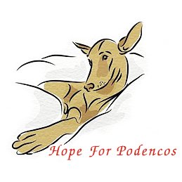 Hope For Podencos is a registered charity. We are a breed specific Podenco Rescue Centre based in Albacete, Spain. #HopeForPodencos #TogetherWeAreStronger 🤝