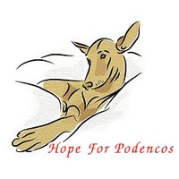 Hope For Podencos(@HopeForPodencos) 's Twitter Profileg