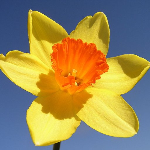 daffodilappeal's profile picture. #daffodil