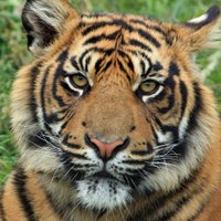 Chagrin Falls Booster Club (@falls_club) 's Twitter Profile