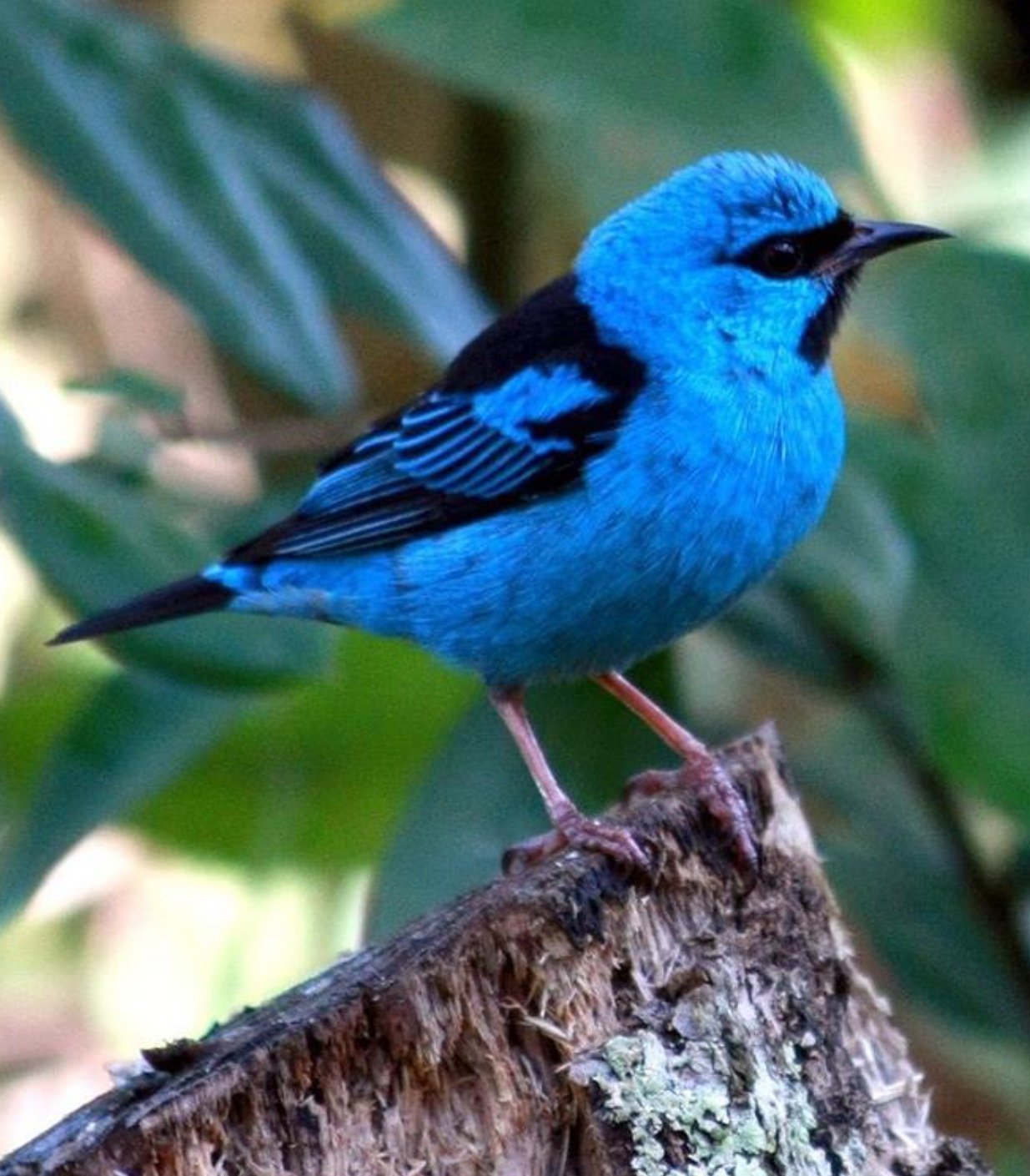 BluerayBird's profile picture. 