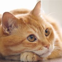 Thoughts Of Cat (@thoughtsofcat2) 's Twitter Profile Photo Thoughts Of Cat (@thoughtsofcat2) 's Twitter Profile Photo